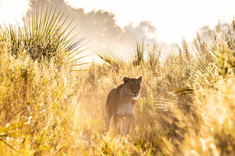 namibia botswana photo tour example 35